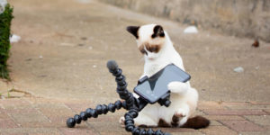 Funny Finalists Photos Of Animal Friends Comedy Pet Photo Awards 2022