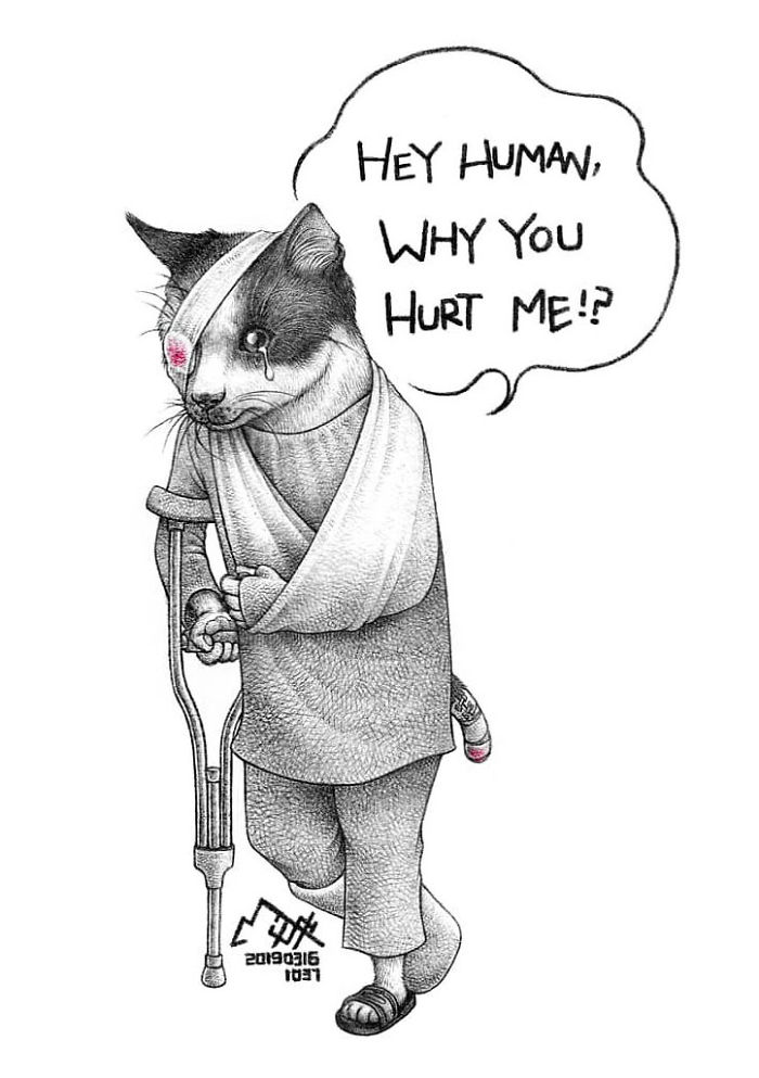 hurt-cat