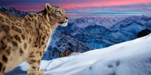 Wild Portraits and Magical Landscapes: Spectacular Winning Images of The Nature TTL Photographer of The Year 2022