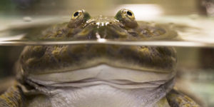 Budgett’s Frog Looks Like Someone Tried To Draw Normal Frog From Memory