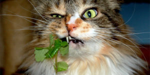 Finally, 2023 Cats On Catnip Calendar Is Here!