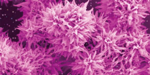 The Top 12 Entries for the Australian Institute for Bioengineering and Nanotechnology Image Contest 2022