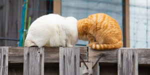 The Winning Photos Of Animal Friends Comedy Pet Photo Awards 2022