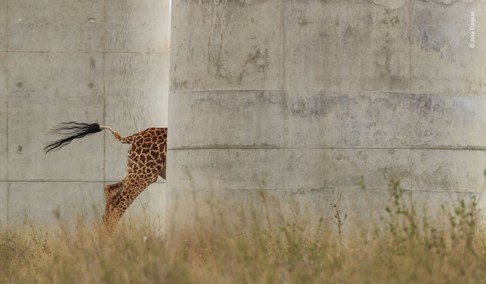 The Best Shortlisted Photos From Wildlife Photographer Of The Year Contest 2022 - Vimarsana News