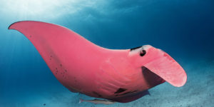Underwater Photographer Spots A Majestic Pink Manta Ray So Rare