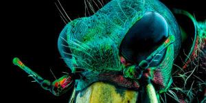 Spectacular Winning Images of The Nikon Small World Photomicrography 2022