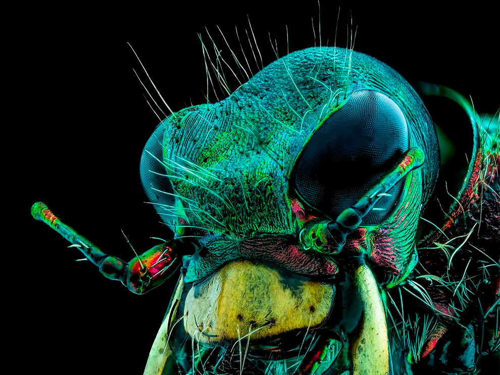 Spectacular Winning Images of The Nikon Small World Photomicrography ...