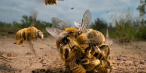 Stunning Winning Images of The Wildlife Photographer of the Year 2022
