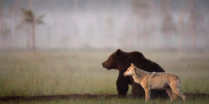 Photographer Captured Friendship Between Wolf And Bear