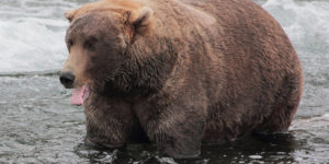 “Fat Bear Week” Contest Finds The Alaska’s Bulkiest Bear of 2022