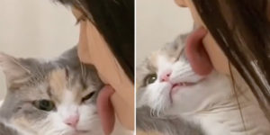 So You Can Buy a Fake Tongue To Lick Your Cat