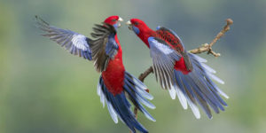 Spectacular Winning Images of The 2022 BirdLife Australia Photography Awards