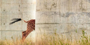 Spectacular Winning Photos Of African Wildlife Photography Awards 2022