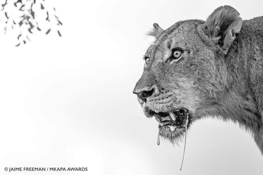 african_wildlife_photography_awards_12