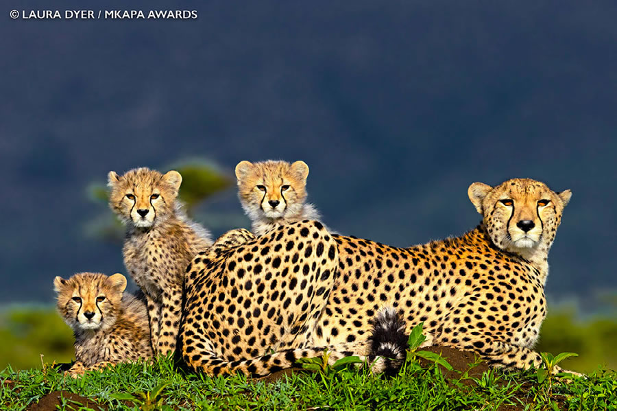 african_wildlife_photography_awards_27