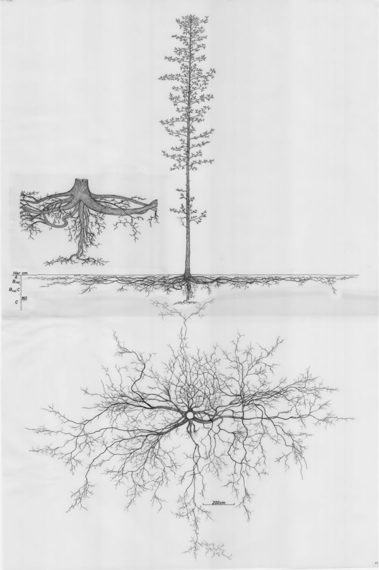 Discover the Fascinating World of Plant Root Systems with Erwin ...