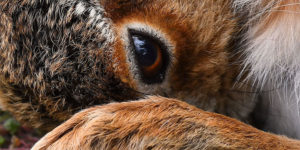 Royal Society for the Prevention of Cruelty to Animals: Young Photographer Award Winners