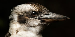 Celebrating the Beauty of Australian Birds: A Look at the Winning Images from the 2022 BirdLife Australia Photography Awards