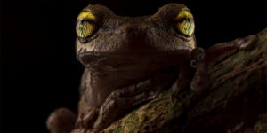 A Selection of The Winning Images in The British Ecological Society’s Annual Competition 'Capturing Ecology'