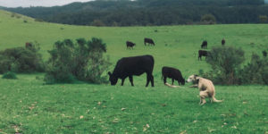 Finally, the 2023 Pooping Dogs Calendar Is Finally Here!