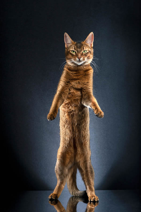 standing_cats_alexis_reynaud_14
