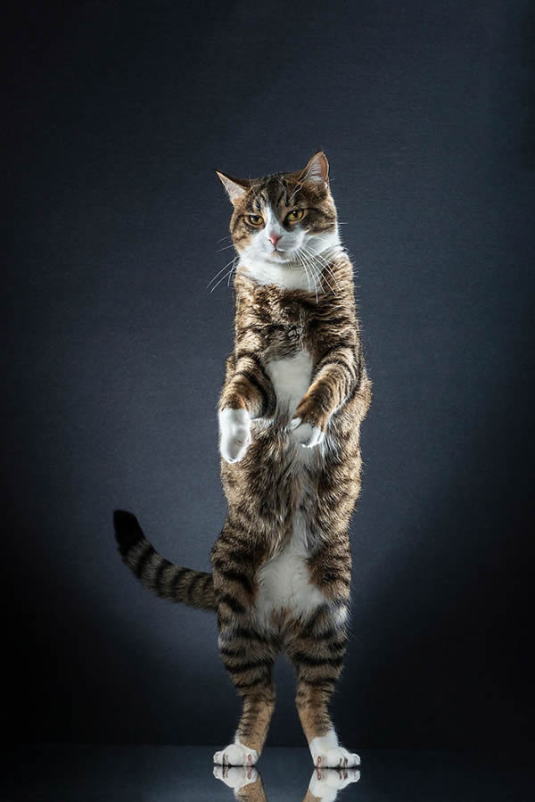 standing_cats_alexis_reynaud_32
