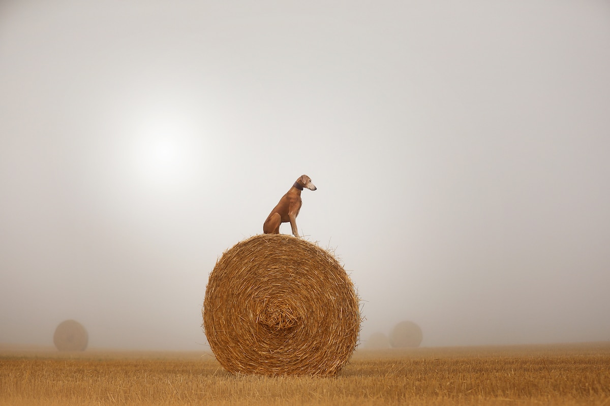 Spectacular Winning Photos From the 2022 Dog Photography Awards - Vimarsana News