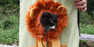 Transform Your Cat into a Fierce Lion with This Sling Bag
