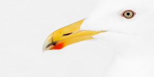 Wildlife Photographer of the Year 2022 People’s Choice Award