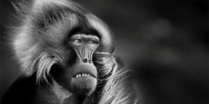 Monkeys and Magic: Exploring the World of Black and White Photography Through the Lens of The Lensculture Awards