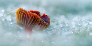 Spectacular Winning Images of the 2022 Close-Up Photographer of the Year Awards