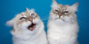Catographer Nils Jacobi Captures Whimsical Cat Portrait