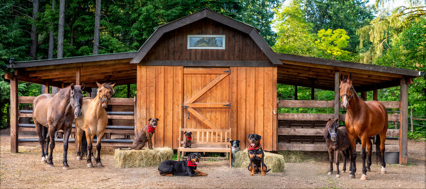I-photograph-full-farm-portraits-and-I-sneak-my-dog-in-Updated-2021-2022-63dea66cafca1__880