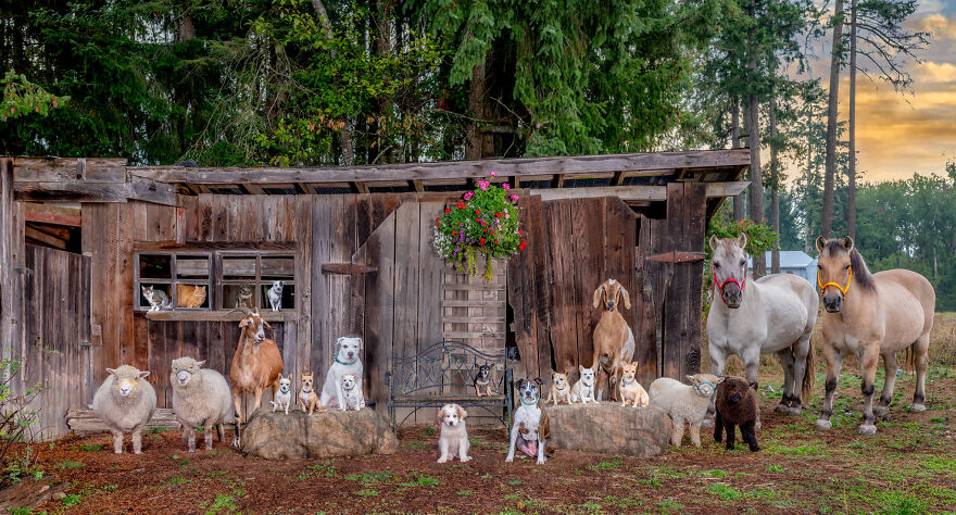 I-photograph-full-farm-portraits-and-I-sneak-my-dog-in-Updated-2021-2022-63dea6cae7ee3__880