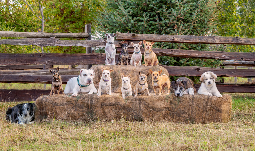 I-photograph-full-farm-portraits-and-I-sneak-my-dog-in-Updated-2021-2022-63dea7b48bd29__880