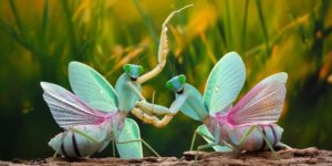 Mantis Mayhem: Wildlife Photographer Gets Up Close and Personal with These Prayerful Predators