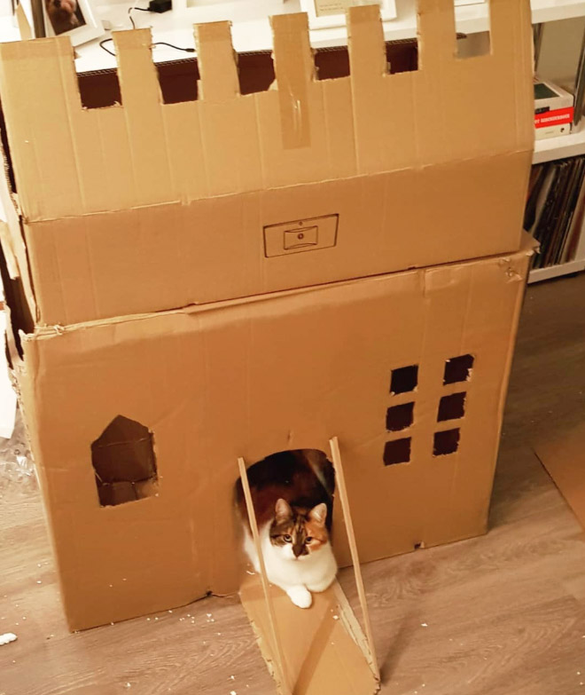 cat-forts13