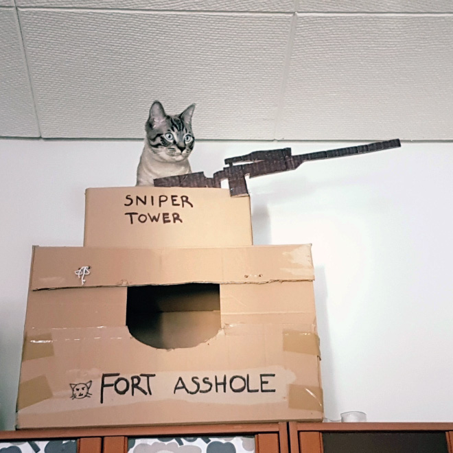 cat-forts2