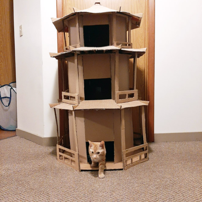 cat-forts21
