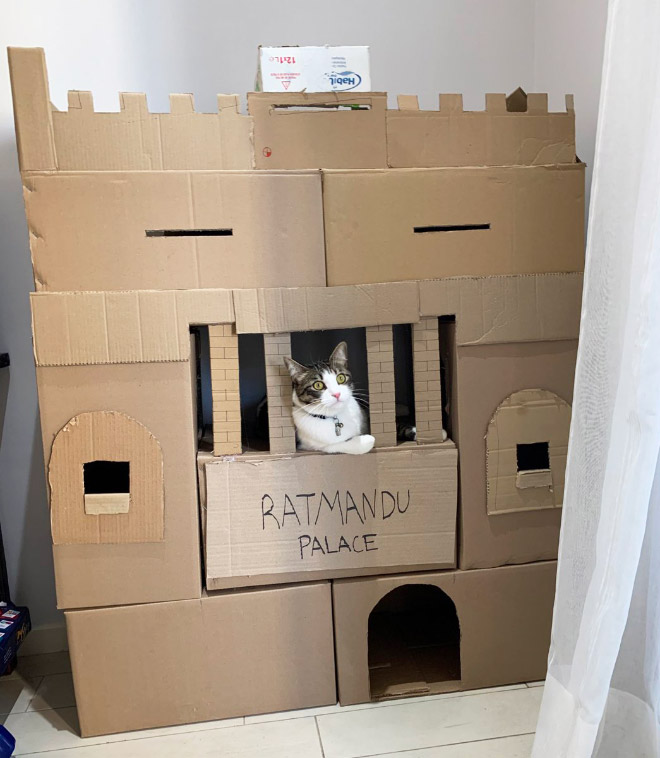 cat-forts22