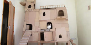 Cardboard Cat Forts: The Ultimate DIY Project for Feline Fun