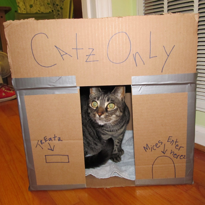 cat-forts5