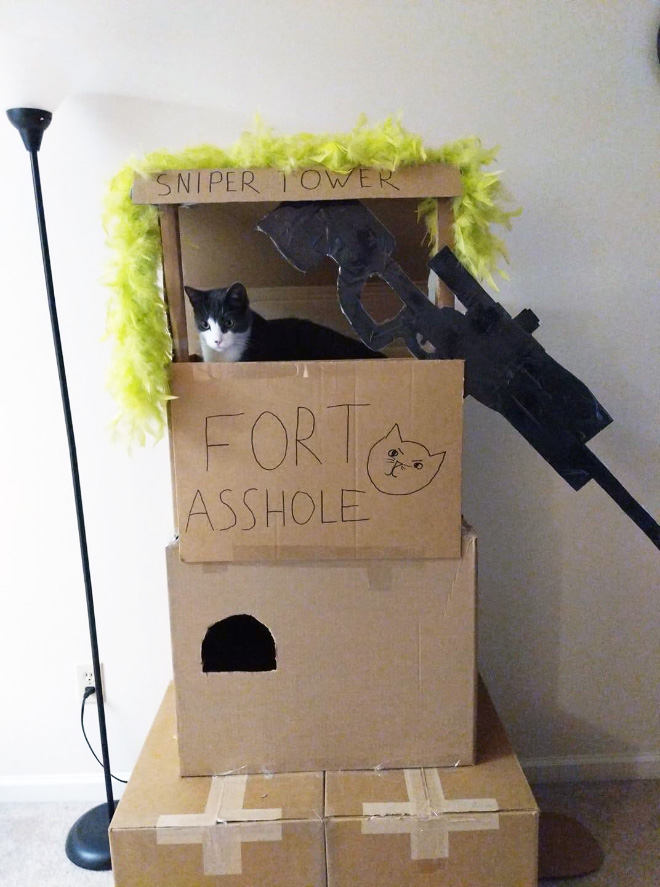 cat-forts7