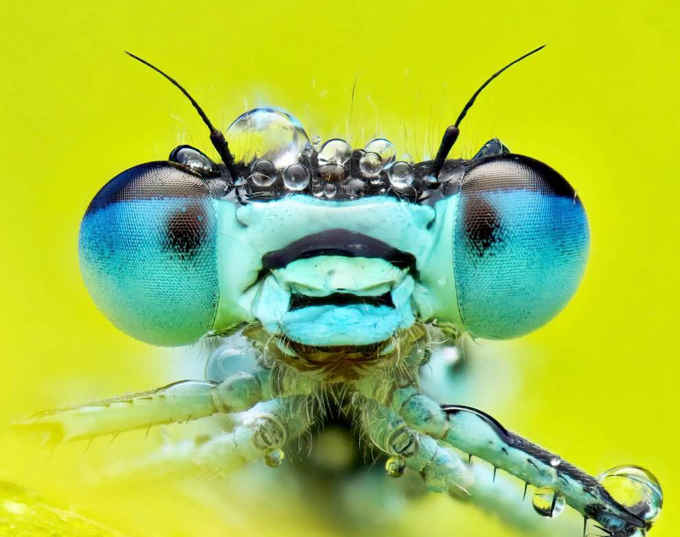 Spectacular Winning Images of The 2023 Insect Week Photography Awards ...