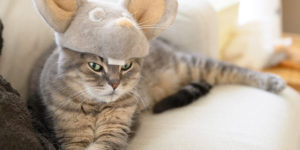 Meow-mazing Creations: How to Make Unique Crafts Using Your Cat's Hair