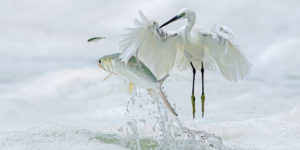 Spectacular Winning Images of The 2023 BigPicture Natural World Photography