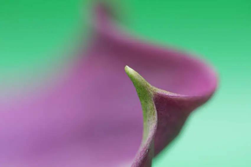 minimal-close-up-photographer-of-the-year-10