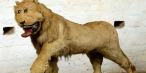 The Curious Tale of Gripsholm Castle's Lion: A Taxidermy Mishap Turned Iconic