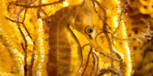 Spectacular Winning Images Of The Australian Geographic Nature Photographer Of The Year 2023
