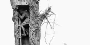 The Remarkable Camouflage Trees of World War I